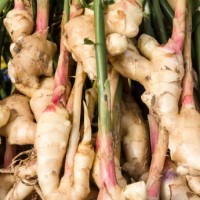 Fresh Root Ginger Essential Oil | Digestion, Warmth + Movement