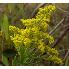 Goldenrod Hydrosol | Grounding Support and Gentle Care