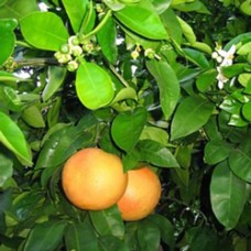 Grapefruit, Rose (Pink) Essential Oil Grapefruit, Rose (Pink) Essential Oil