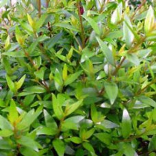 Myrtle, Green Essential Oil CORSICA