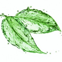 Therapeutic Hydrosol Kit | Comprehensive Wellness Support