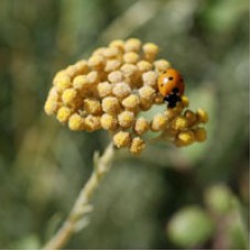 Helichrysum Bracteiferum Essential Oil Helichrysum Bracteiferum Essential Oil