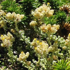 Helichrysum patulum Essential Oil