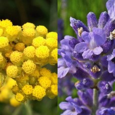 Helichrysum/Lavender Specialty Blend