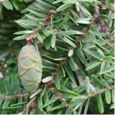 Hemlock Essential Oil 
