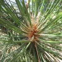 Cedarwood, Indian Essential Oil