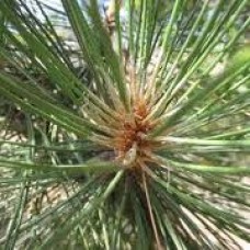 Cedarwood, Indian Essential Oil