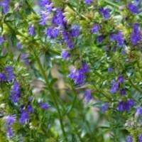 Hyssop Hydrosol | Purifying and Energizing Care