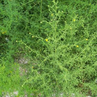 Inula Essential Oil