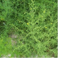 Inula Essential Oil