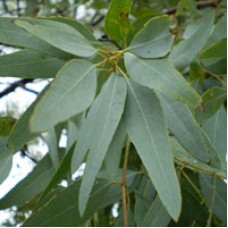 Ironbark, Lemon Scented Essential Oil