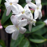 Jasmine Grandiflorum Absolute
