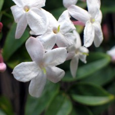 Jasmine Grandiflorum Absolute