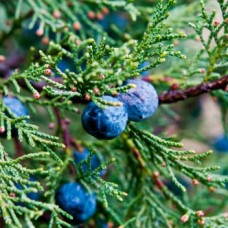 Juniper, One Seed Essential Oil - Sedona Distillation