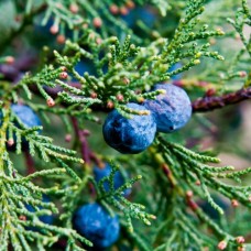 Juniper Berry Essential Oil 