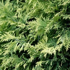 Juniper Leaves Only Essential Oil