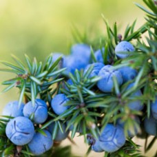Juniper Berry CO₂ Select | Energetic Clearing + Detox Support