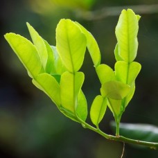 Kaffir Lime Petitgrain (Combava) Essential Oil