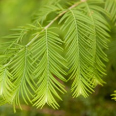 Larch (Tamarack) Essential Oil