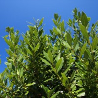 Laurel Leaf, Bay Essential Oil 