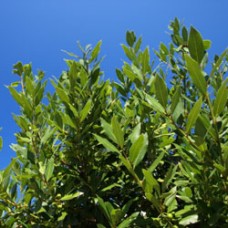 Laurel Leaf, Bay Essential Oil 