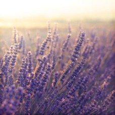 Lavender Fine, Wild Essential Oil - France - Limited Reserve
