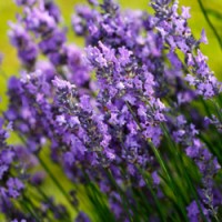 Lavender Fine Essential Oil - France Lavender Fine Essential Oil - France