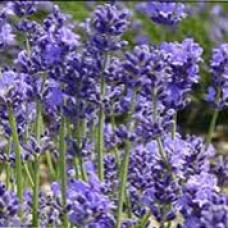 Lavandin, Grosso Essential Oil