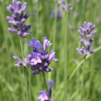 Lavender (Wild) Hydrosol | Balance and Renewal | France