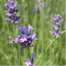 Lavender (Wild) Hydrosol | Balance and Renewal | France