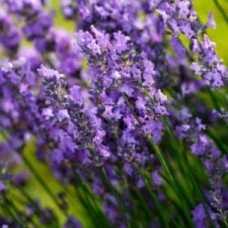 Lavender Maillette Essential Oil | Small-Batch Special Distillation