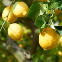 Lemon, Cold Pressed Essential Oil Lemon, Cold Pressed Essential Oil