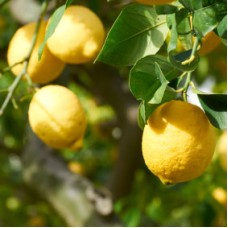 Lemon, Cold Pressed Essential Oil