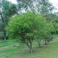 Tea Tree, Lemon Essential Oil