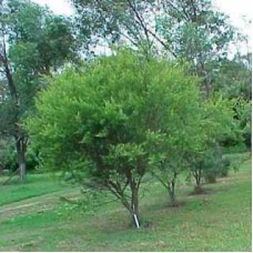Tea Tree, Lemon Essential Oil Tea Tree, Lemon Essential Oil