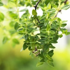 Lemon Thyme Hydrosol | Uplifting and Protective