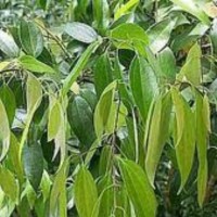 Lawang Essential Oil