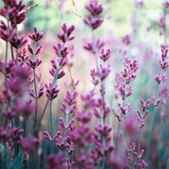 Love of Lavender Kit