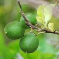 Lime, Cold Pressed Essential Oil