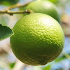 Lime, Steam Distilled Essential Oil - Mexico