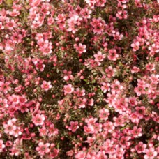 Manuka Essential Oil, East Cape