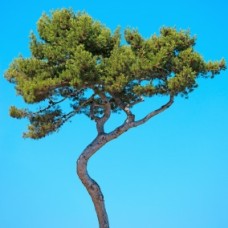 Terebinth Essential Oil