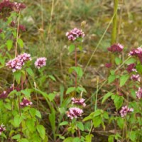 Marjoram, Sweet Essential Oil