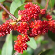 Mastic Essential Oil