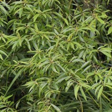 May Chang Essential Oil | Citral | Lemony
