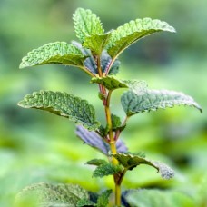 Melissa Essential Oil - Bulgaria