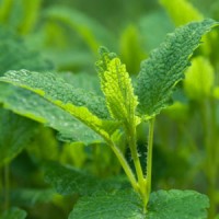Melissa | Lemon Balm Hydrosol | France