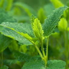 Melissa Essential Oil - England