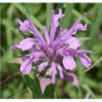Monarda Fistulosa ct. carvacrol Essential Oil - Limited Reserve