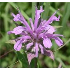 Monarda Fistulosa ct. carvacrol Essential Oil - Limited Reserve